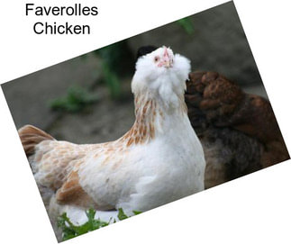 Faverolles Chicken