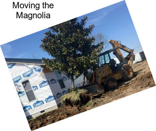 Moving the Magnolia