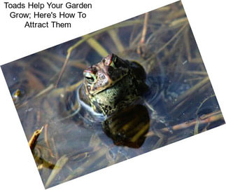 Toads Help Your Garden Grow; Here\'s How To Attract Them