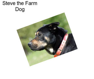 Steve the Farm Dog