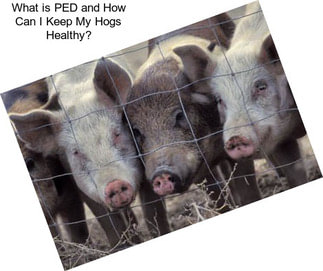 What is PED and How Can I Keep My Hogs Healthy?