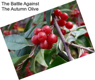 The Battle Against The Autumn Olive