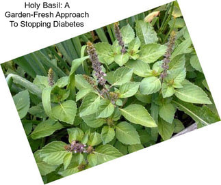 Holy Basil: A Garden-Fresh Approach To Stopping Diabetes