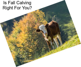 Is Fall Calving Right For You?
