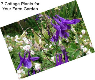 7 Cottage Plants for Your Farm Garden