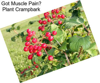 Got Muscle Pain? Plant Crampbark