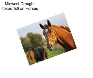 Midwest Drought Takes Toll on Horses