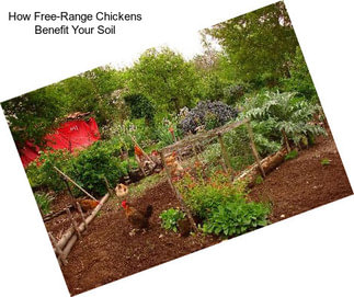 How Free-Range Chickens Benefit Your Soil