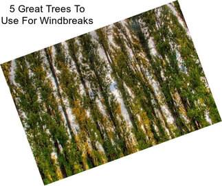 5 Great Trees To Use For Windbreaks