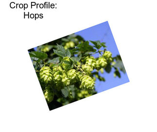 Crop Profile: Hops
