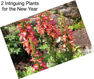 2 Intriguing Plants for the New Year