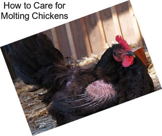 How to Care for Molting Chickens