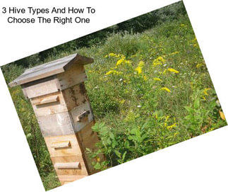 3 Hive Types And How To Choose The Right One