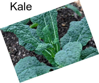 Kale