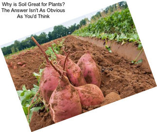 Why is Soil Great for Plants? The Answer Isn\'t As Obvious As You\'d Think