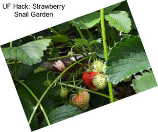 UF Hack: Strawberry Snail Garden