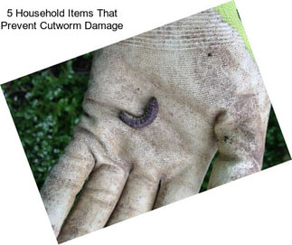 5 Household Items That Prevent Cutworm Damage