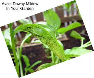 Avoid Downy Mildew In Your Garden