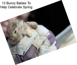 13 Bunny Babies To Help Celebrate Spring