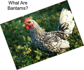 What Are Bantams?