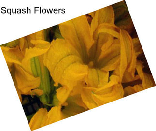 Squash Flowers