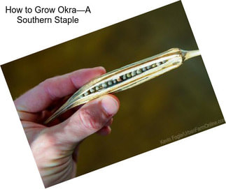 How to Grow Okra—A Southern Staple