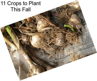 11 Crops to Plant This Fall