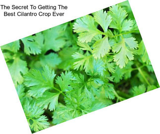 The Secret To Getting The Best Cilantro Crop Ever