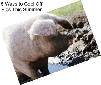 5 Ways to Cool Off Pigs This Summer