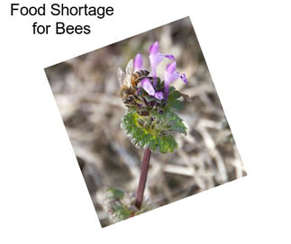 Food Shortage for Bees