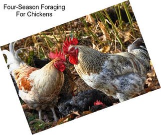 Four-Season Foraging For Chickens