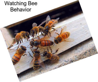 Watching Bee Behavior