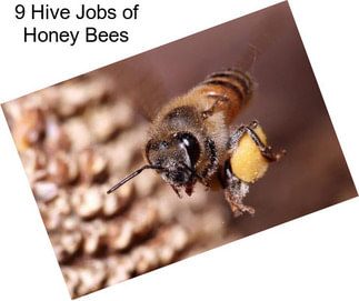 9 Hive Jobs of Honey Bees