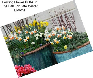 Forcing Flower Bulbs In The Fall For Late Winter Blooms