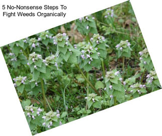 5 No-Nonsense Steps To Fight Weeds Organically