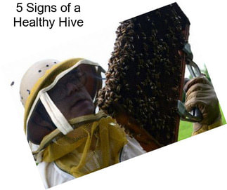 5 Signs of a Healthy Hive