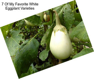7 Of My Favorite White Eggplant Varieties