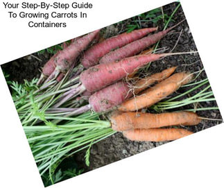 Your Step-By-Step Guide To Growing Carrots In Containers