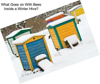 What Goes on With Bees Inside a Winter Hive?