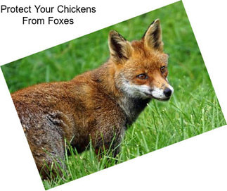 Protect Your Chickens From Foxes