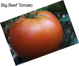 Big Beef Tomato