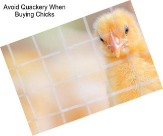 Avoid Quackery When Buying Chicks