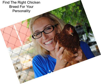 Find The Right Chicken Breed For Your Personality
