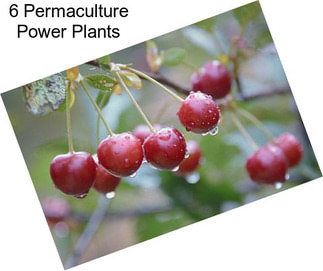 6 Permaculture Power Plants