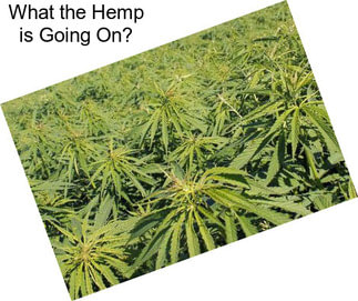 What the Hemp is Going On?