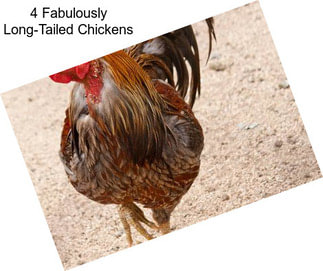 4 Fabulously Long-Tailed Chickens