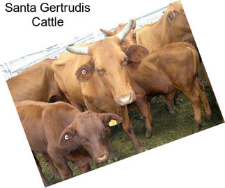 Santa Gertrudis Cattle