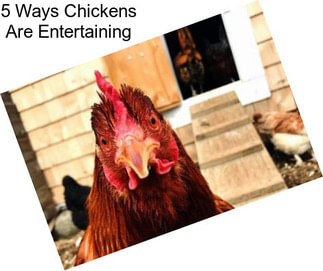 5 Ways Chickens Are Entertaining