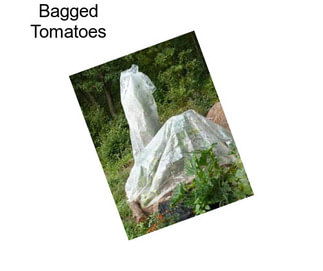 Bagged Tomatoes