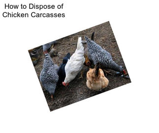 How to Dispose of Chicken Carcasses